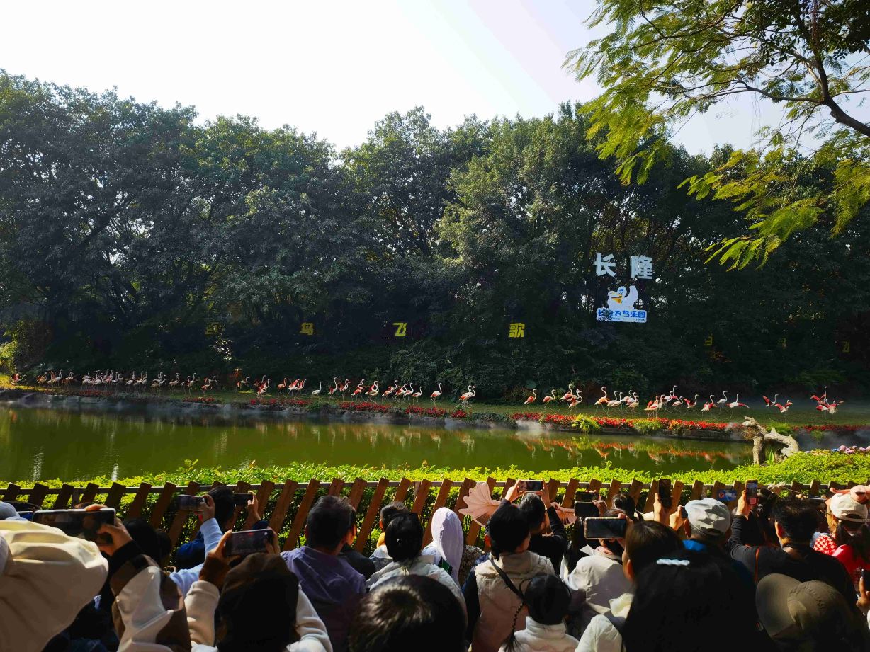 长隆飞鸟乐园景点图片 10