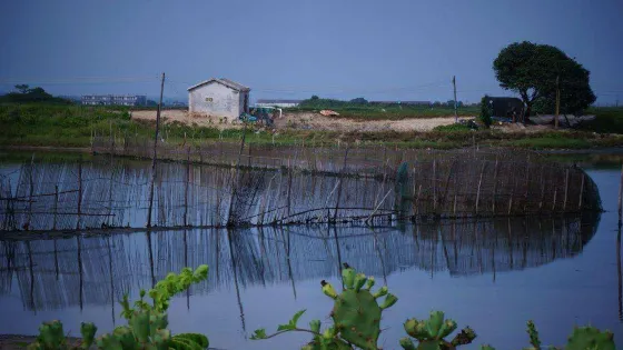 北海竹林鹽場
