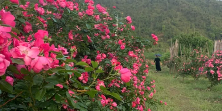 峽山花千谷景區