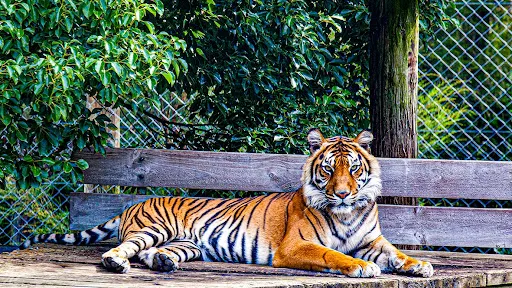 漢密爾頓動物園