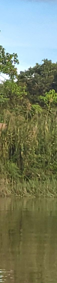 京那巴当岸河-基纳巴唐岸