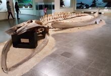 卢安达自然历史博物馆景点图片