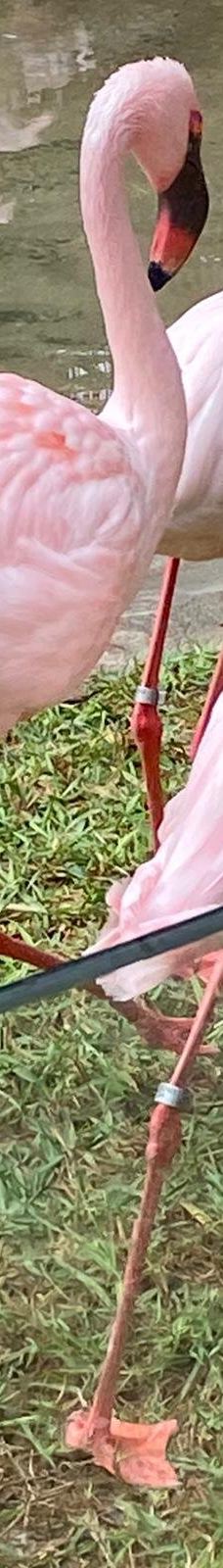 Selwo Aventura-埃斯特波纳