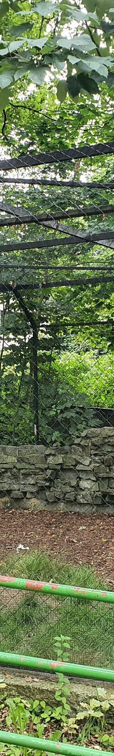 Chemnitz Zoo-开姆尼茨