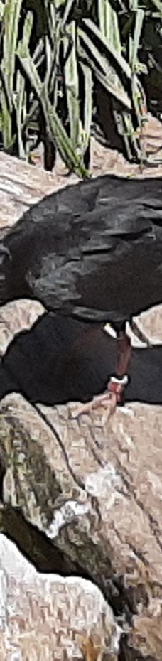 海德堡动物园-海德堡