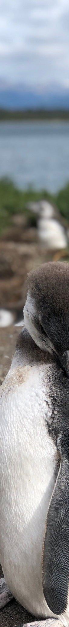 Isla Martillo-乌斯怀亚