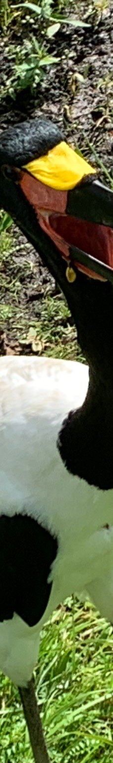 Vogelpark Niendorf-蒂门多尔费尔斯特兰德