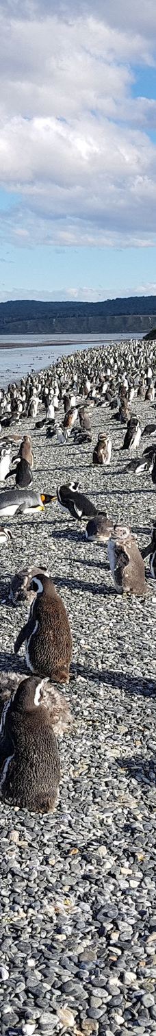 Isla Martillo-乌斯怀亚