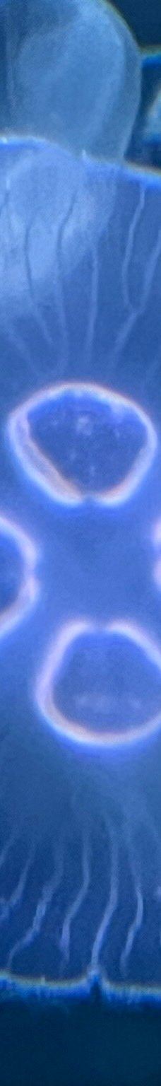 北海博物馆-希茨海尔斯