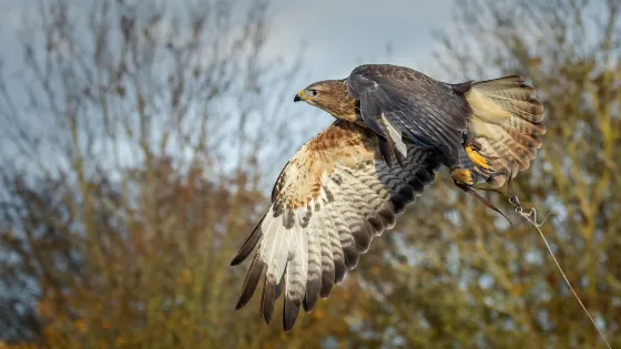 Raptor Foundation