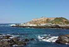 Isla Los Pinguinos Cachagua景点图片