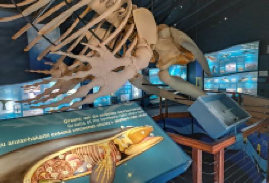 The Whale House Museum景点图片