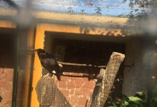 Vogelpark Bobenheim-Roxheim景点图片