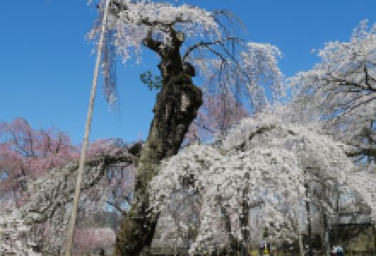 Seiunji Temple景点图片