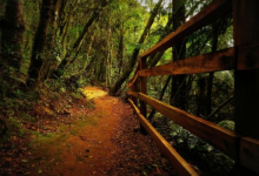 Parque Municipal das Araucarias景点图片