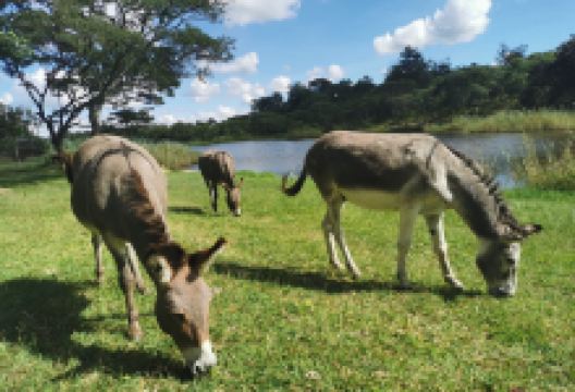 Twala Trust Animal Sanctuary景点图片