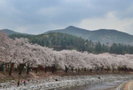 水安堡樱花街景点图片