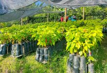 Finca Eveliza景点图片
