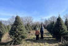 Brewery Hill Christmas Trees景点图片