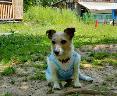犬と森林浴