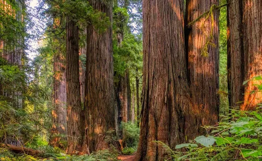 Prairie Creek Redwoods State Park