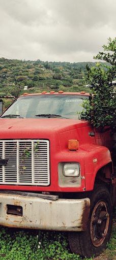 Big Island Bees-Honaunau-Napoopoo