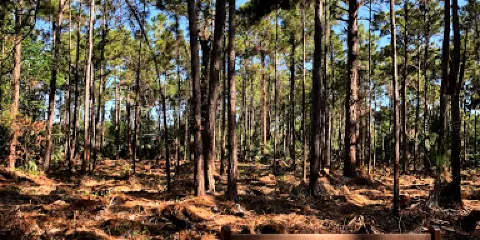 Helene Klein Pineland Preserve