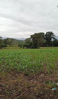 Oldest Acasia Tree in the World-塔布克