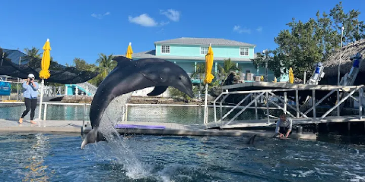 Island Dolphin Care