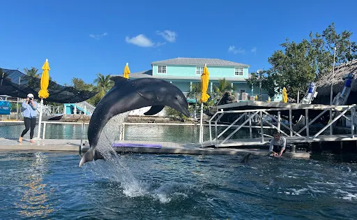 Island Dolphin Care