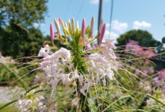 Buckhannon River Walk Trail景点图片