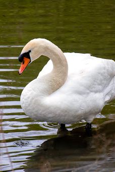 Hemlington Lake-米德尔斯堡