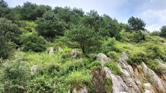 坎子山石林景區