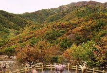 喇叭沟门白桦谷景点图片