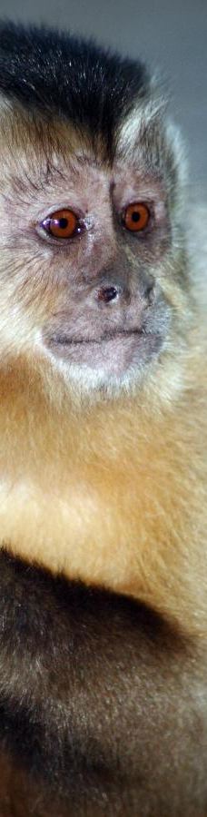 Botanical Garden of Asunción-亚松森