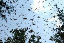 Santuario Piedra Herrada, Monarch Butterflies Sanctuary, Temascaltepec景点图片