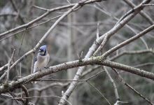 Lynde Shores Conservation Area景点图片