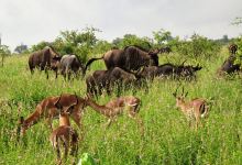 Phabeni Gate - Kruger National Park景点图片