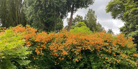 National Botanic Gardens, Kilmacurragh