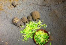 Toni's Zoo景点图片