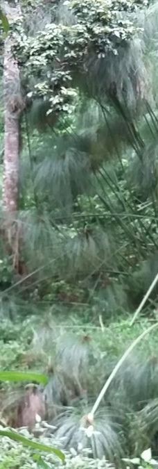 Arboretum Sumber Brantas-Bumiaji