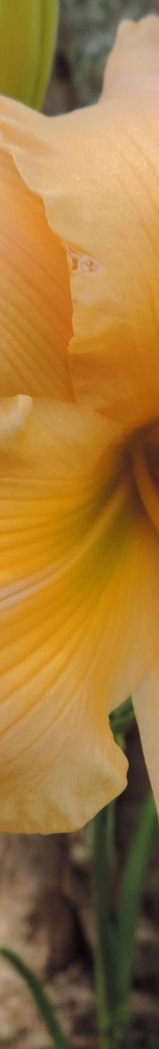 Parque Historico Jorge Kuhn-皮卡达卡夫