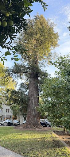 Healdsburg Plaza-希尔兹堡