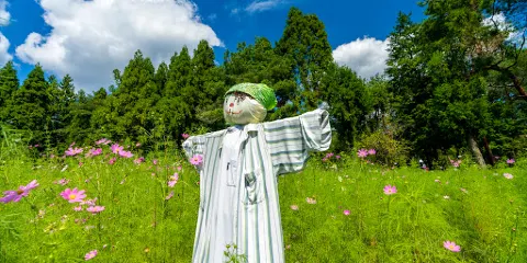 Toyono Cosmos Flower Field