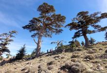 Cèdre 1870m أرز景点图片