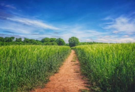 Robin Wood景点图片