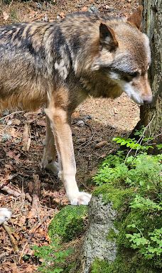 Vlčí výběh Srní (podívání zvenku)-斯尼