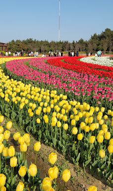 Sinan Tulip Festival-新安郡