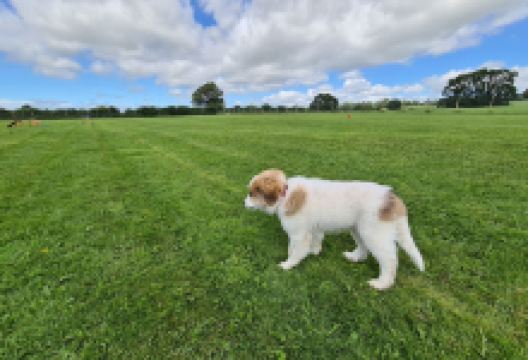 Castle Farm Secure Field景点图片