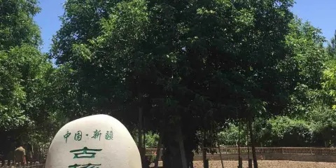 核桃樹王公園